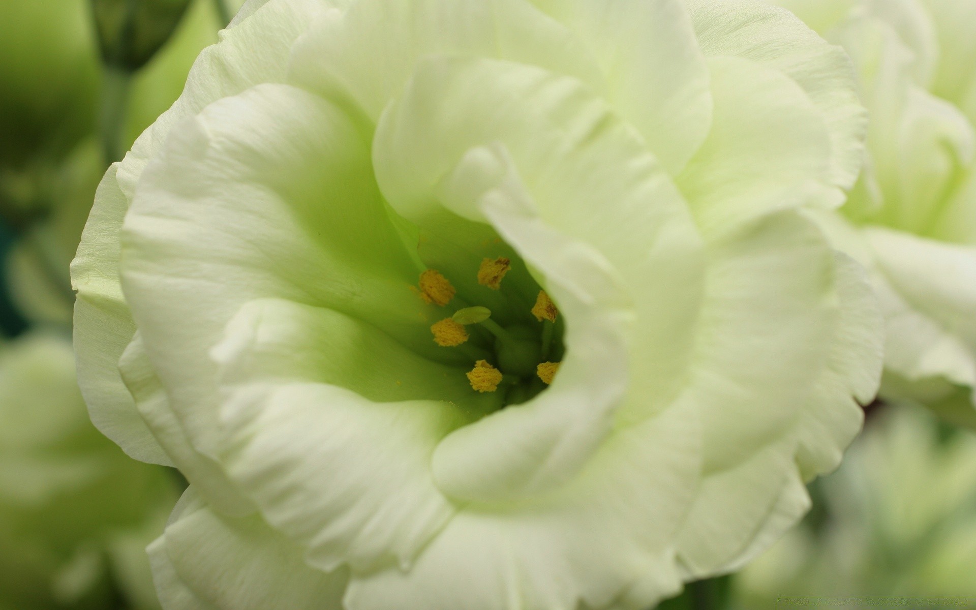 makro fotoğrafçılığı çiçek doğa yaprak flora bahçe yakın çekim güzel çiçek renk yaz yanında