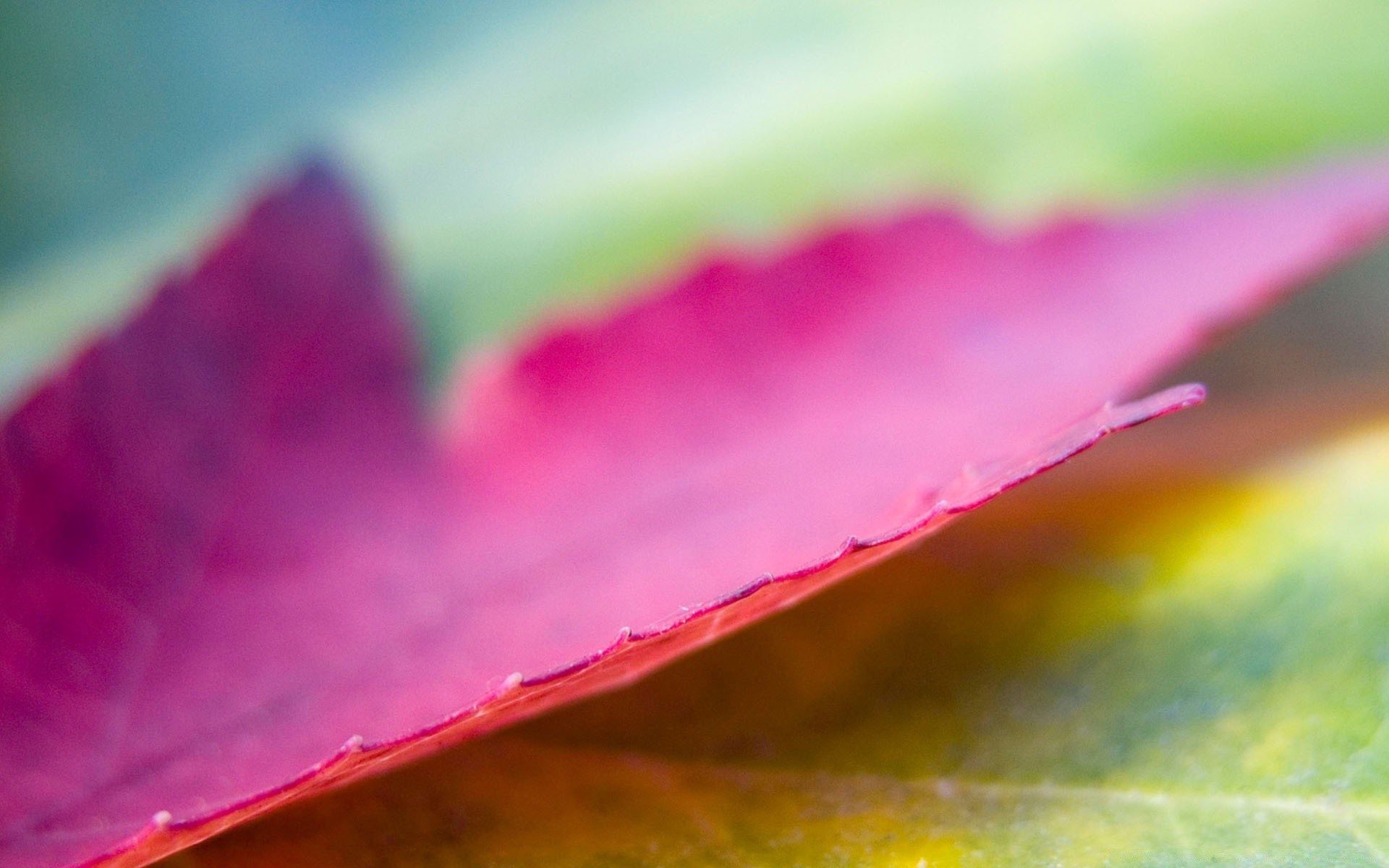 macro feuille flou résumé nature été art fleur couleur lumineux pluie flore eau artistique jardin rosée