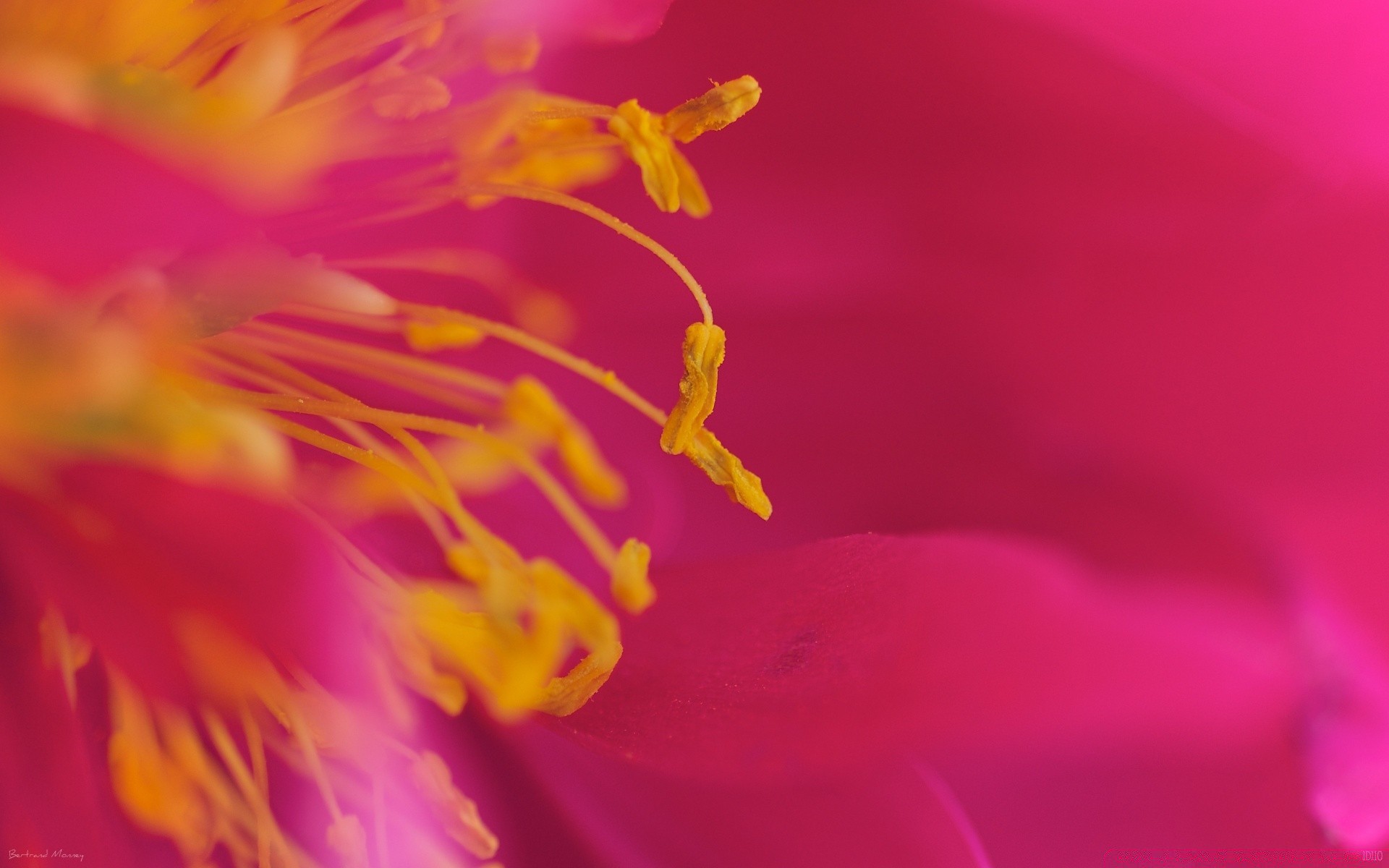 macro fiore natura flora colore giardino estate sfocatura bella luminoso desktop delicato petalo close-up polline floreale vicino foglia fioritura
