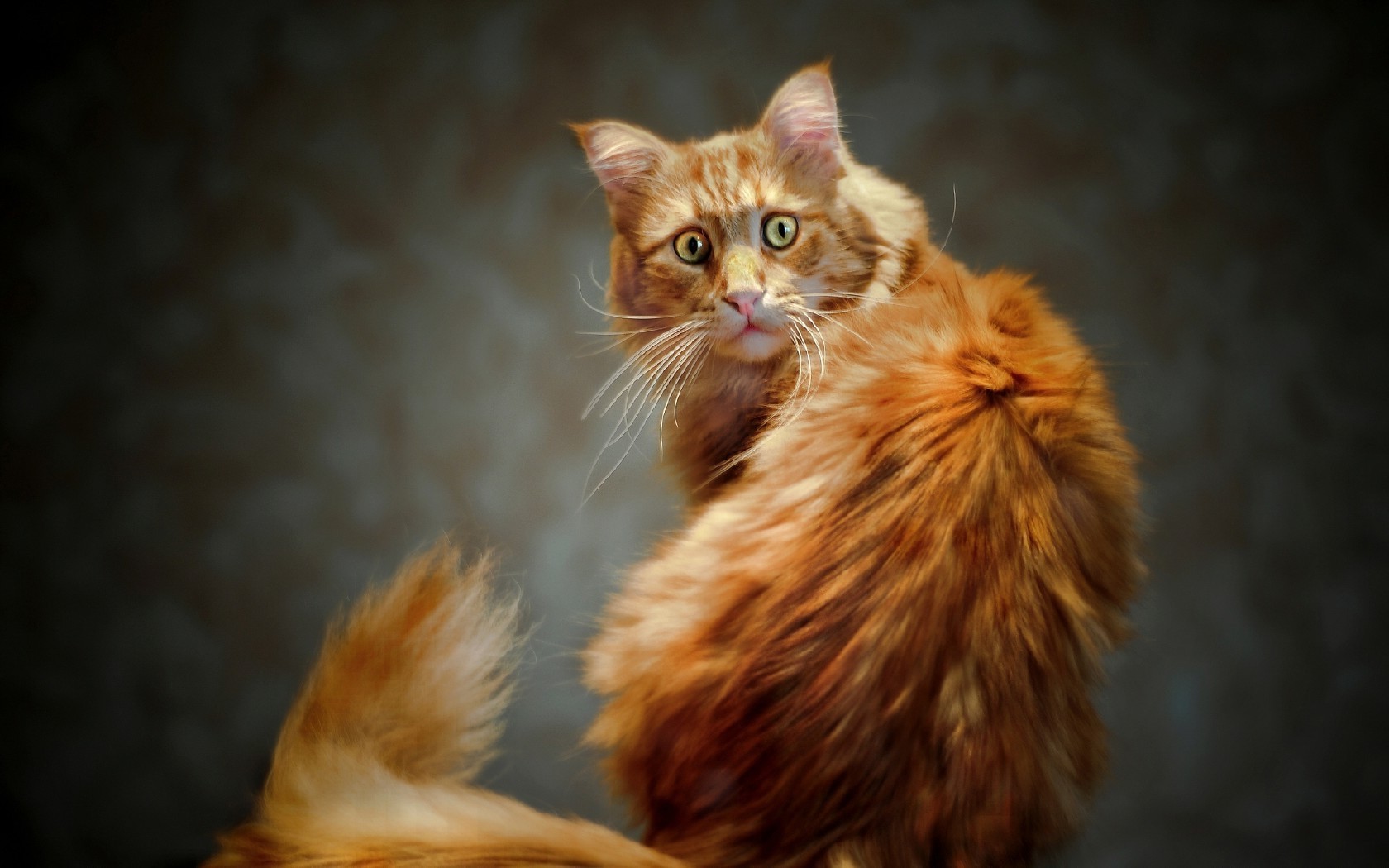 kediler kedi portre memeli sevimli hayvan yavru kedi evde beslenen hayvan kürk göz bir