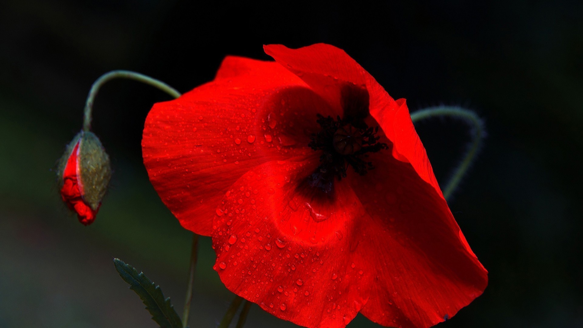 flowers flower poppy nature leaf flora petal garden color rose summer