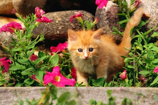 Baby kitten learns the world