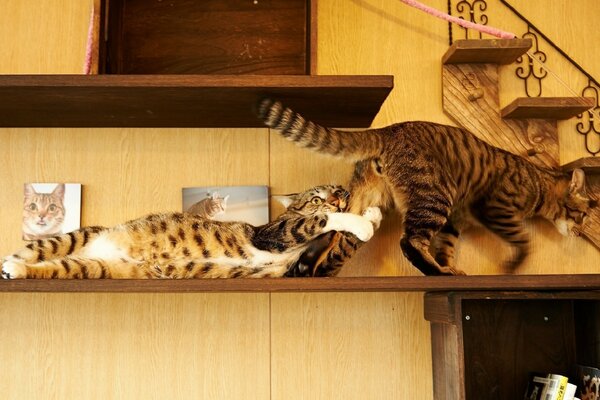 Gatos jugando en la casa