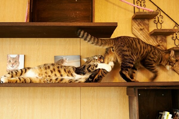 Jouer des chats dans la maison