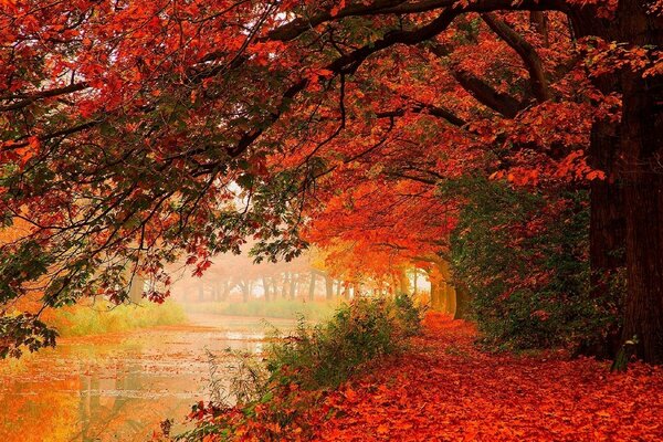 Pond and Golden Autumn Alley