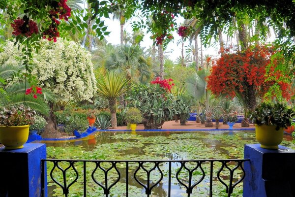 Fabulosamente bela natureza e flores na lagoa