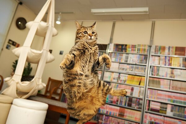 Un chat surpris a sauté de haut