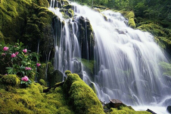 Beautiful landscape waterfall in the forest