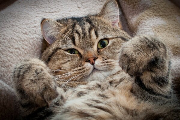 Cute kitten with bent paws