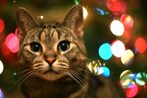 Christmas kitten with lanterns