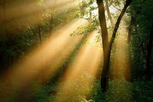 With difficulty, the rays of the sun break through the thickness of the trees