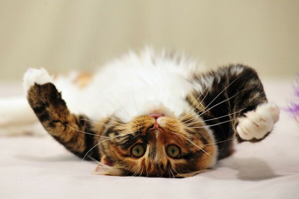 Imagen de un gato acostado sobre su espalda
