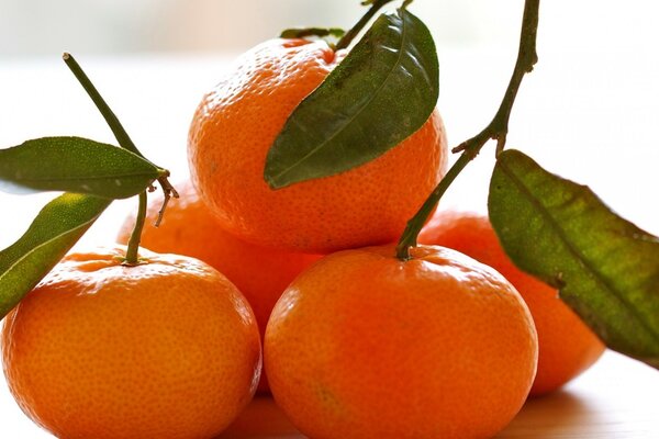AINDA VIDA CINCO TANGERINAS COM FOLHAS