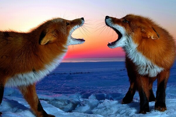 Duet of two foxes on fluffy snow