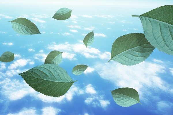 地球大气层中的绿叶
