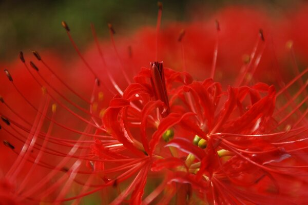 Lipesti colorati di fiori nella fotografia macro