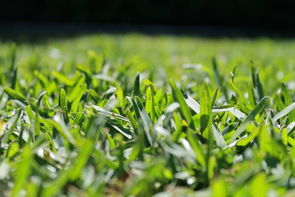 Green grass under the sun