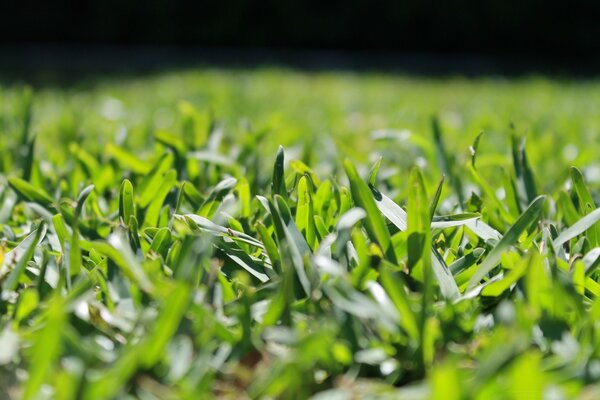 Erba verde sotto il sole