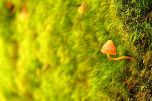 Green grass. Orange mushroom