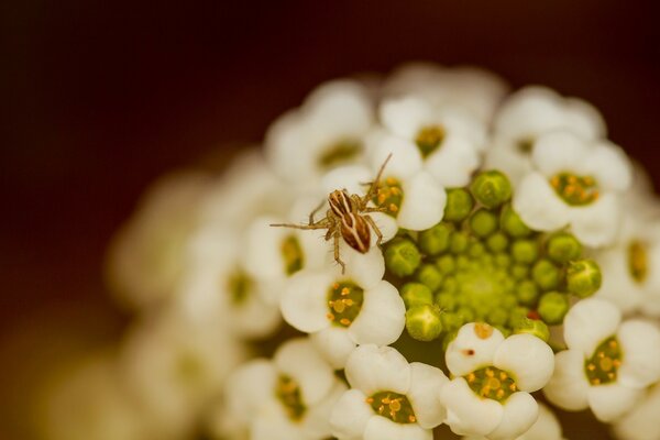 Eine weiße große Blume darauf ist ein Insekt