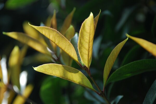 The leaf is part of the natural flora