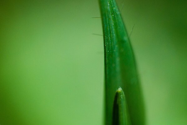 Dew on the green leaf of the plant