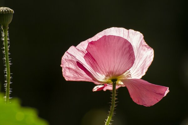 Macro photography of a flower. Beautiful nature