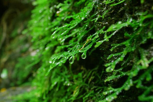 Obraz mchu w warunkach naturalnych