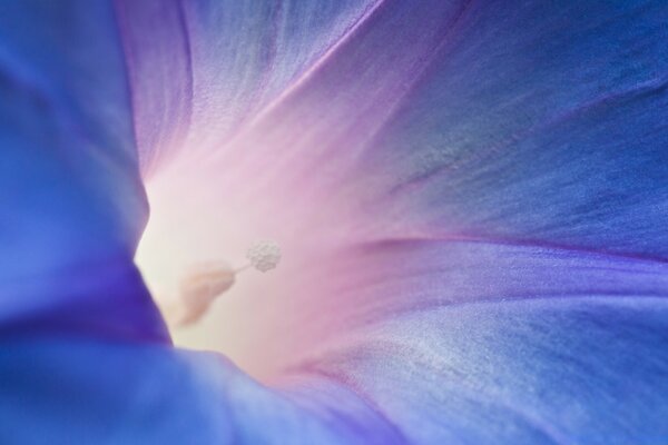 Macrophoto of a purple flower with a stamen