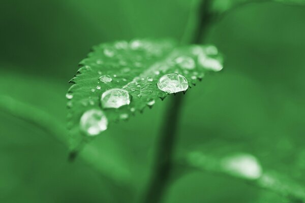 Macro photography of dew on a green leaf