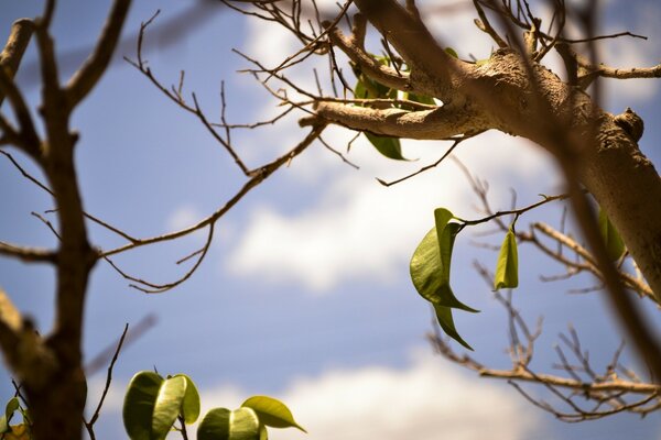 Blue sky. Tall trees