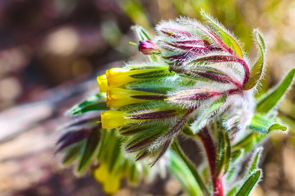 Close-up macro photography of a flower