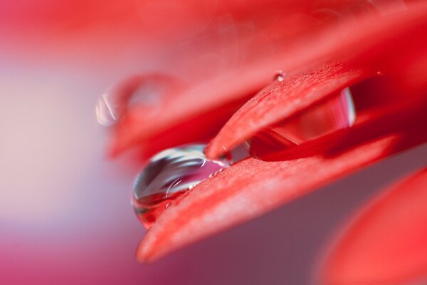 Goccia d acqua sul petalo rosso