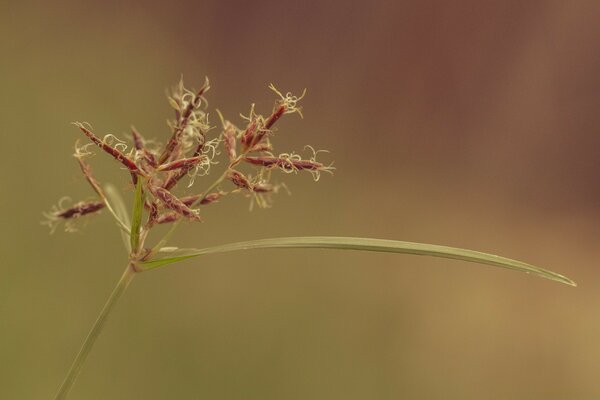 Gros plan d une fleur sauvage sur fond flou