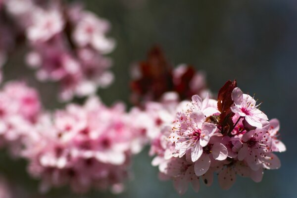 Macro photo of a flowering branch of an apple tree