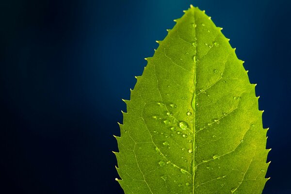 Macro photo of a leaf with drops on a blue background