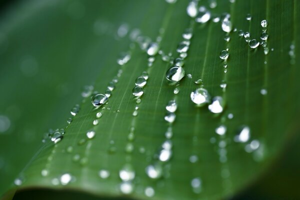 Formação de gotas de orvalho nas folhas
