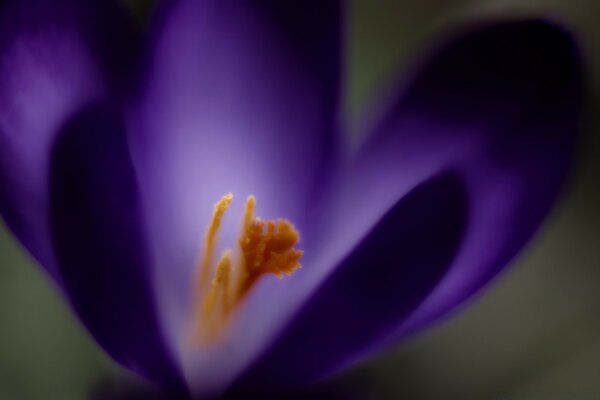 Große Blume in schöner Farbe