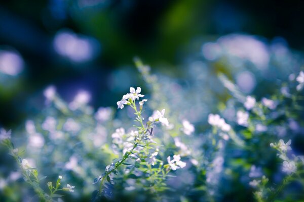 Field lilac flowers in macro