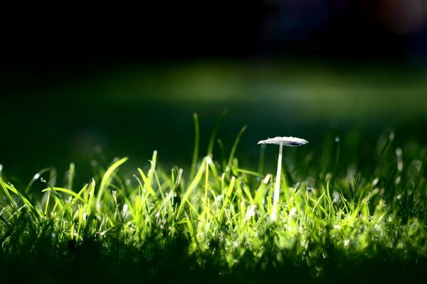 Macro photography of spring lawn grass
