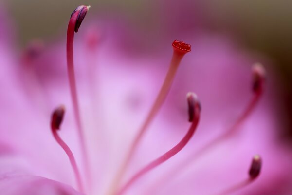 Rosa schöne Blume. Die Natur