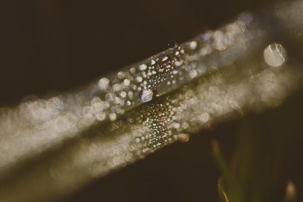 Gotas de lluvia sobre un fondo natural