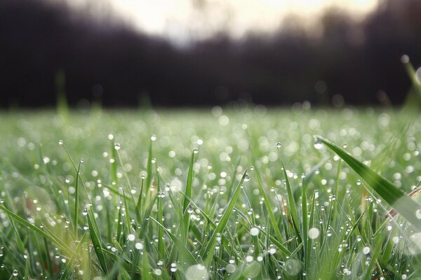 There is grass in the field after the rain