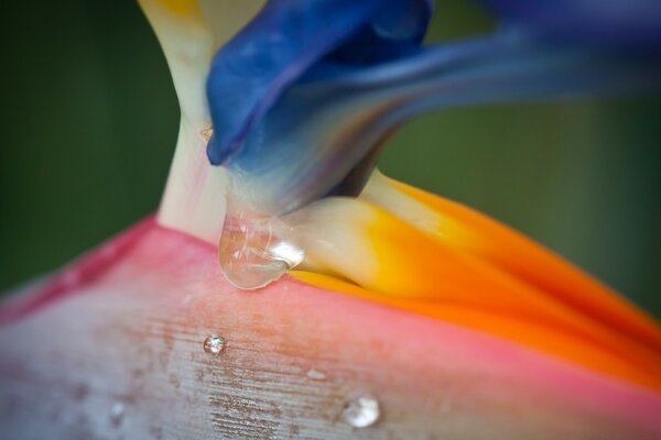 Bird of Paradise flower and drops