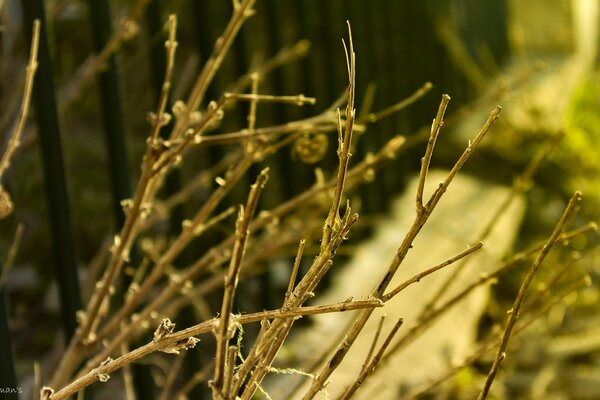 Bela natureza. Fundo natural