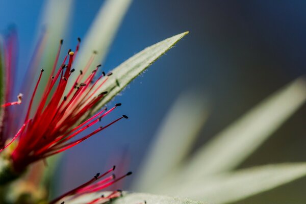 Desktop wallpapers beautiful plants