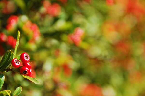 Red ripe wild berry