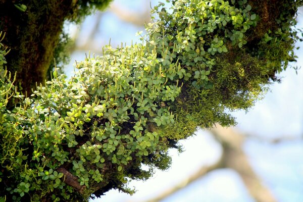 Lots of small green plants