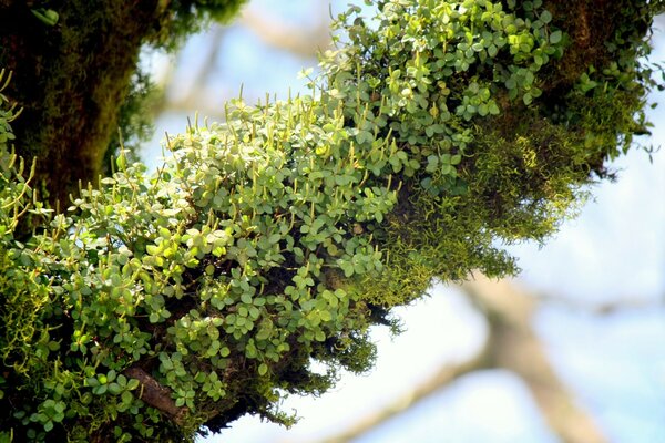 Un montón de pequeñas plantas verdes