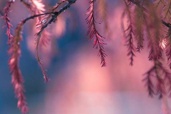 Plantas moradas . Naturaleza vibrante